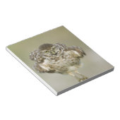 USA, Florida, Cape Coral, Close-up of burrowing ノートパッド (アングル)