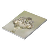 USA, Florida, Cape Coral, Close-up of burrowing ノートパッド (回転)
