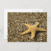 USA, HI, Kauai, Glassビーチと星魚 ポストカード (正面/裏面)