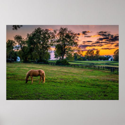 USA, Lexington, Kentucky. Lone horse at sunset ポスター (正面)