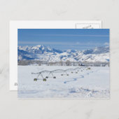 USA, MT, Livingston近くのファーム ポストカード (正面/裏面)