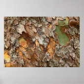 USA, Tennessee, Close Up Of Bark On A Tree ポスター (正面)