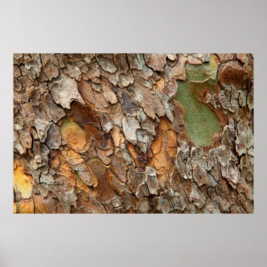 USA, Tennessee, Close Up Of Bark On A Tree ポスター (正面)