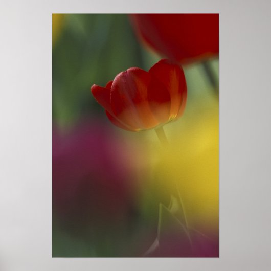 USA, Utah, Cache Valley Tulips in a garden ポスター (正面)