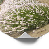 USA, WA, Sequim,パープルヘイズラベンダーファーム ポスター (角)