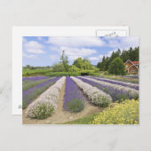 USA, WA, Sequim,パープルヘイズラベンダーファーム ポストカード (正面/裏面)