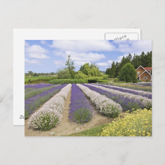 USA, WA, Sequim,パープルヘイズラベンダーファーム ポストカード (正面/裏面)