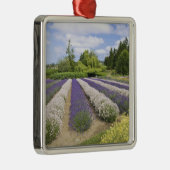 USA, WA, Sequim,パープルヘイズラベンダーファーム メタルオーナメント (右)