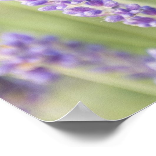 USA, WA, Squim, Lavendar (Selective Focus) ポスター (角)