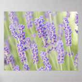 USA, WA, Squim, Lavendar (Selective Focus) ポスター (正面)