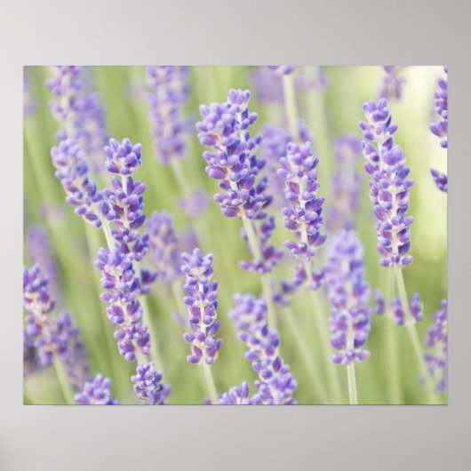 USA, WA, Squim, Lavendar (Selective Focus) ポスター (正面)