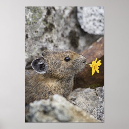 USA, Washington, North Cascades National Park, ポスター (正面)