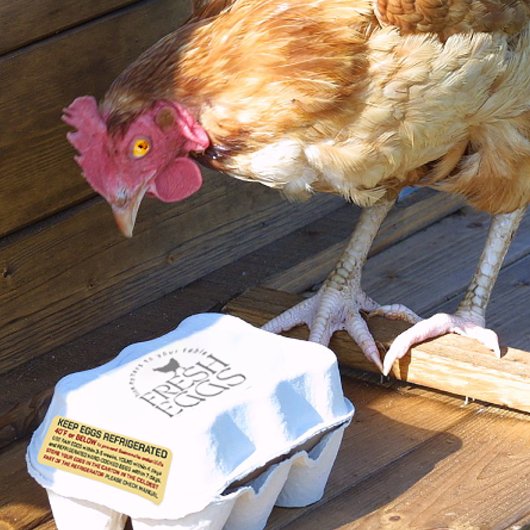 USDA卵カートンの安全性と保管規制 ラベル