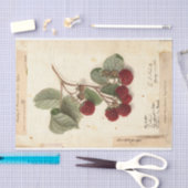 USDA 1908のラズベリーイラストレーション 薄葉紙 (クラフト)