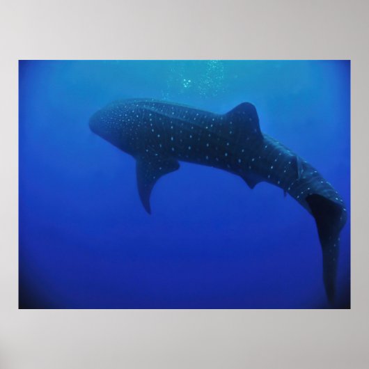 Utila Whale Shark ポスター (正面)