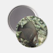 UWエンジェルフィッシュマグネット： chan-chemuyil.com マグネット (正面/裏面)