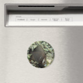 UWエンジェルフィッシュマグネット： chan-chemuyil.com マグネット (インサイチュ (食洗機))