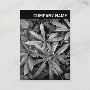 Vヘッダー – 写真 – Rhododendron葉 名刺