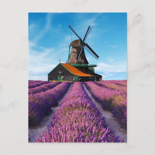 Valensole Lavender Fields Provence France ポストカード (正面)