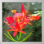 Vallarta Flaming Beauty 1583 Art Print ポスター (正面)