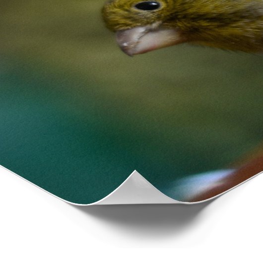 Value paper poster canary bird nature ポスター (角)