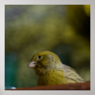Value paper poster canary bird nature ポスター