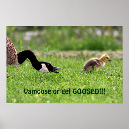 Vamoseポスター ポスター (正面)