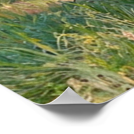 Van Gogh Blossoming Apricot Trees ポスター (角)