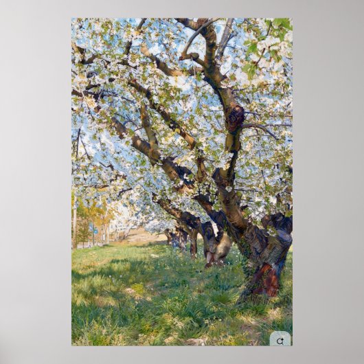 Van Gogh Blossoming Apricot Trees ポスター (正面)