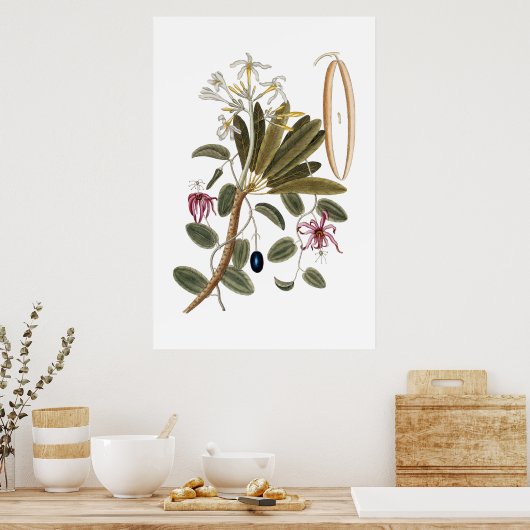 Vanilla botanical poster ポスター (キッチン)