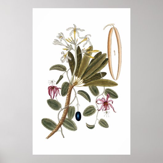 Vanilla botanical poster ポスター (正面)