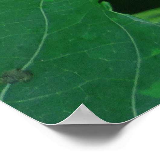 Vanilla Orchid Beans ポスター (角)