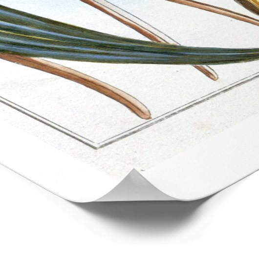 Vanilla pods、プレート65、「コレクションの貴重さ」から ポスター (角)