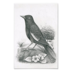 Vannak Anan Prum著カンボジアの鳥2の写真 フォトプリント
