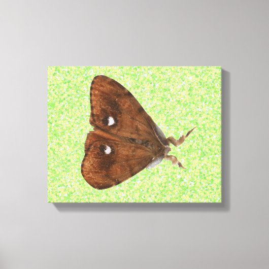 Vapourer Moth Canvas Print キャンバスプリント (正面)