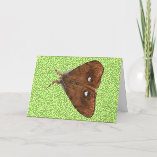 Vapourer Moth Greeting Card カード (正面)