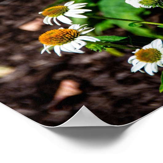 Variegated Fritillary Butterfly ポスター (角)