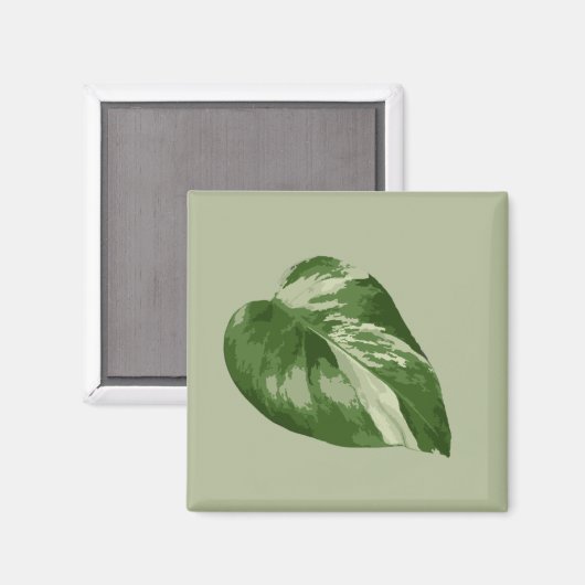 Variegated Monstera Albo Magnet マグネット (正面/裏面)