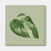 Variegated Monstera Albo Magnet マグネット (正面)