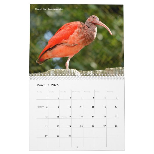 Various animals of South America Calendar カレンダー (3月 2026)