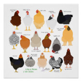 various colors&patterns chickens poster ポスター (正面)