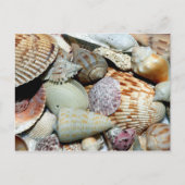 Various Seashells onビーチ写真 ポストカード (正面)
