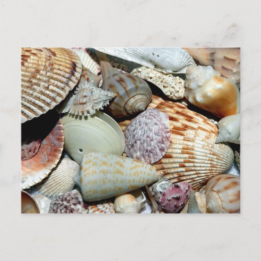 Various Seashells onビーチ写真 ポストカード (正面)