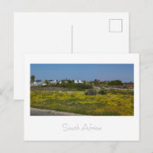 Velddrif West Coast野生の花South Africa SA ポストカード (正面/裏面)