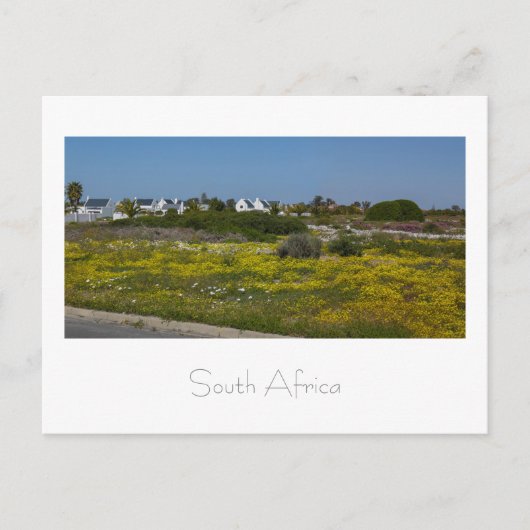 Velddrif West Coast野生の花South Africa SA ポストカード (正面)