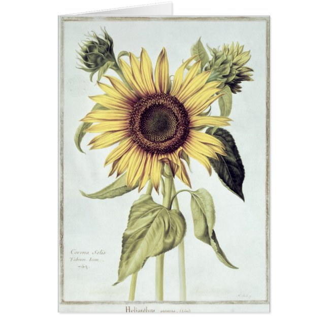 「Velins du Roi Vol.36'からのHelianthus Annuus (正面)