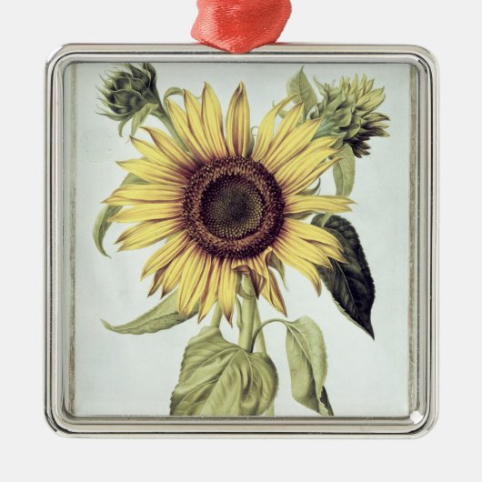 「Velins du Roi Vol.36'からのHelianthus Annuus メタルオーナメント (正面)