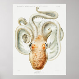 Velodona octopus by Carl Chun ポスター