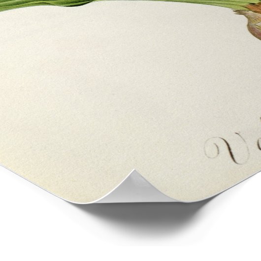 Veltheimia Capensis, from 'Les Liliacees', c.1805 ポスター (角)