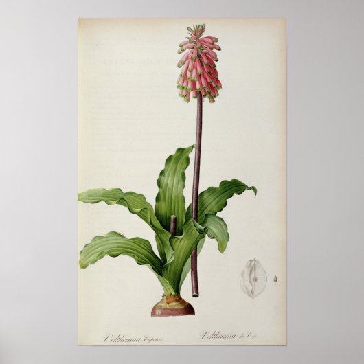 Veltheimia Capensis, from 'Les Liliacees', c.1805 ポスター (正面)